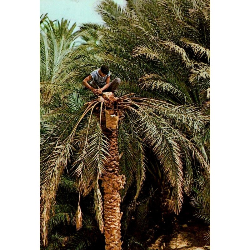 CPM Tunisie montrant un cultivateur cueillant des dattes au sommet d’un palmier dans une oasis