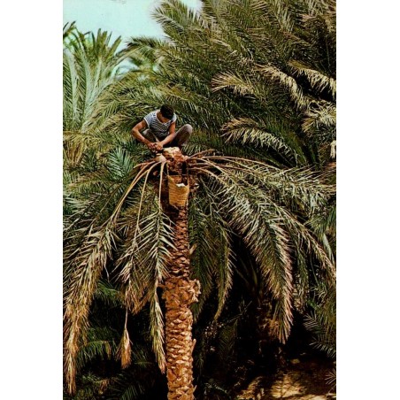CPM Tunisie montrant un cultivateur cueillant des dattes au sommet d’un palmier dans une oasis