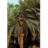 CPM Tunisie montrant un cultivateur cueillant des dattes au sommet d’un palmier dans une oasis