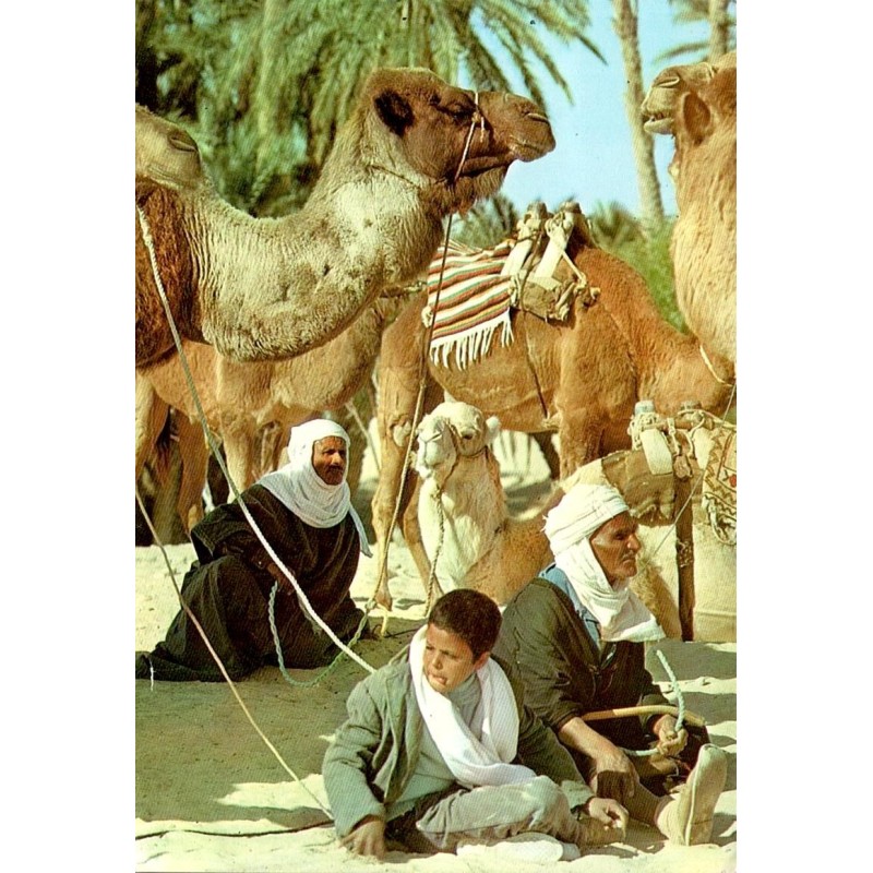 CPM Sud tunisien montrant des chameliers assis parmi leurs dromadaires harnachés dans une oasis
