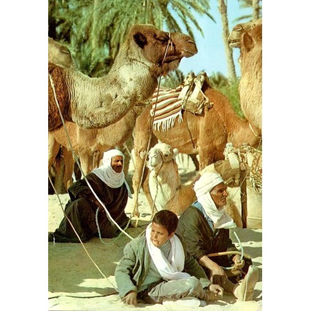 CPM Sud tunisien montrant des chameliers assis parmi leurs dromadaires harnachés dans une oasis