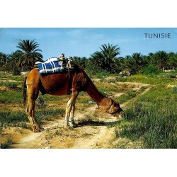 CPM Tunisie montrant un dromadaire harnaché broutant devant une palmeraie dans une oasis