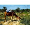 CPM Tunisie montrant un dromadaire harnaché broutant devant une palmeraie dans une oasis