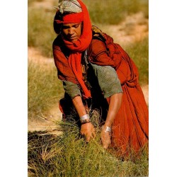CPM Tunisie montrant une femme en tenue traditionnelle pratiquant l’arrachage manuel de l’alfa