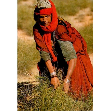 CPM Tunisie montrant une femme en tenue traditionnelle pratiquant l’arrachage manuel de l’alfa