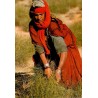CPM Tunisie montrant une femme en tenue traditionnelle pratiquant l’arrachage manuel de l’alfa