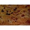 CPSM Matmata en Tunisie, paysage aride et habitations troglodytes vues en panorama
