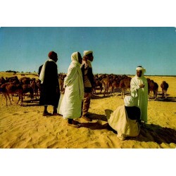 CPM Sud tunisien, hommes en tenue traditionnelle devant un troupeau de dromadaires
