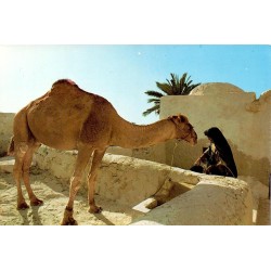 CPM Djerba femme au puits avec dromadaire devant une maison traditionnelle tunisienne
