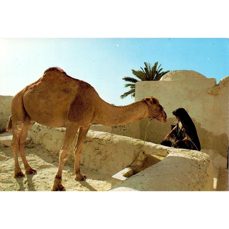 CPM Djerba femme au puits avec dromadaire devant une maison traditionnelle tunisienne