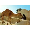 CPM Djerba femme au puits avec dromadaire devant une maison traditionnelle tunisienne