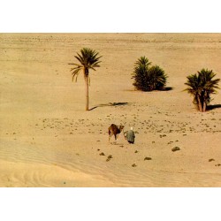 CPM Sud tunisien homme conduisant un dromadaire entre les palmiers vers le Sahara
