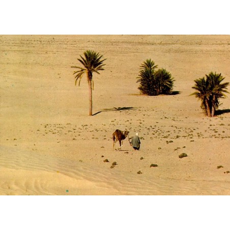 CPM Sud tunisien homme conduisant un dromadaire entre les palmiers vers le Sahara