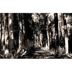 CPSM île Sainte-Marguerite allée des eucalyptus Cannes