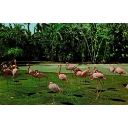 CPM États-Unis flamants roses dans un parc tropical, carte Dexter Press vers 1968