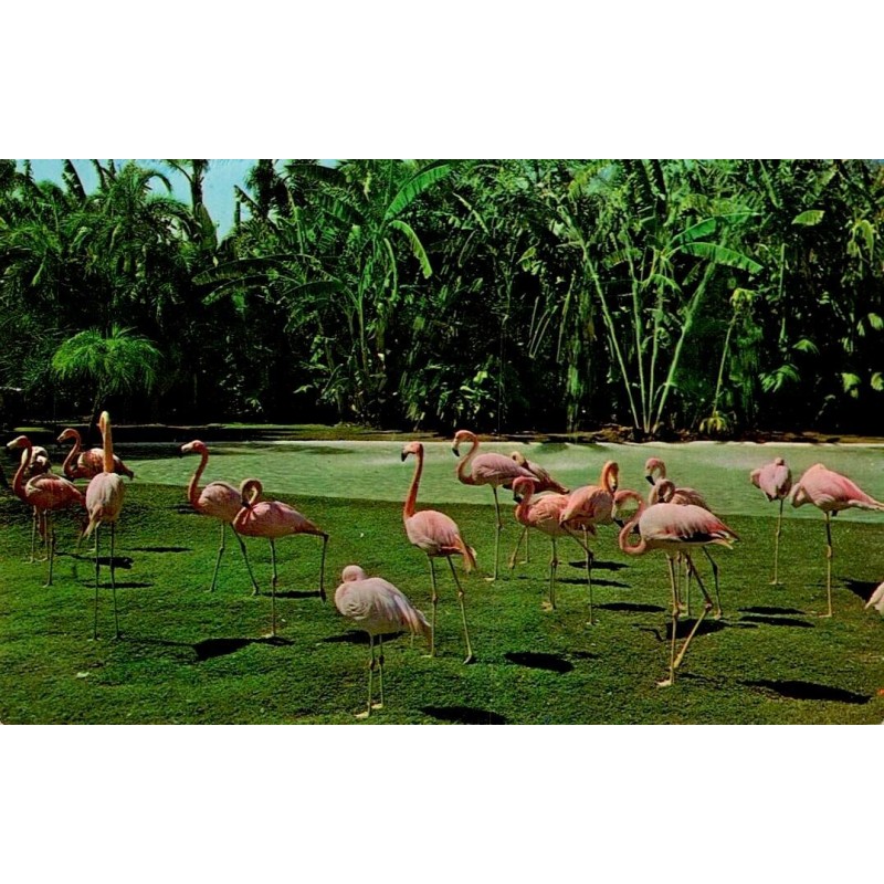 CPM États-Unis flamants roses dans un parc tropical, carte Dexter Press vers 1968