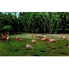 CPM États-Unis flamants roses dans un parc tropical, carte Dexter Press vers 1968