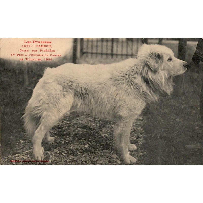 CPA Chien des Pyrenees Bambou 1er prix Exposition Canine Toulouse 1908 photo Labouche Freres 1020