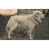 CPA Chien des Pyrenees Bambou 1er prix Exposition Canine Toulouse 1908 photo Labouche Freres 1020