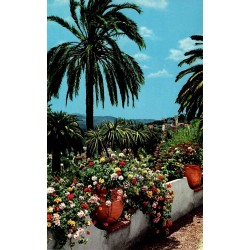 CPSM Cote d Azur vegetation mediterraneenne palmiers pots de fleurs geraniums Editions SEP Nice