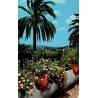 CPSM Cote d Azur vegetation mediterraneenne palmiers pots de fleurs geraniums Editions SEP Nice