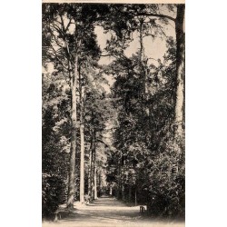 CPA ancienne représentant une longue allée boisée bordée de grands arbres et de bancs