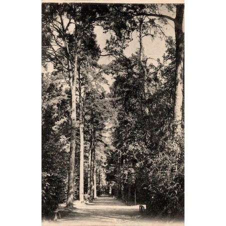 CPA ancienne représentant une longue allée boisée bordée de grands arbres et de bancs