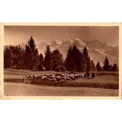CPA Servoz Plaine-Joux troupeau de moutons et chaîne du Mont-Blanc Haute-Savoie
