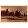 CPA Servoz Plaine-Joux troupeau de moutons et chaîne du Mont-Blanc Haute-Savoie