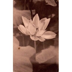 Asie – Fleur de Lotus – Carte Postale Semi-Moderne