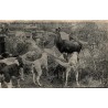 CPA Haramont Équipage Menier hallali de cerf sur un toit forêt de Villers-Cotterêts