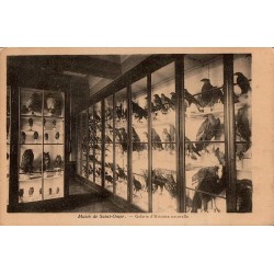 Carte postale ancienne de la Galerie d’Histoire Naturelle au Musée de Saint-Omer