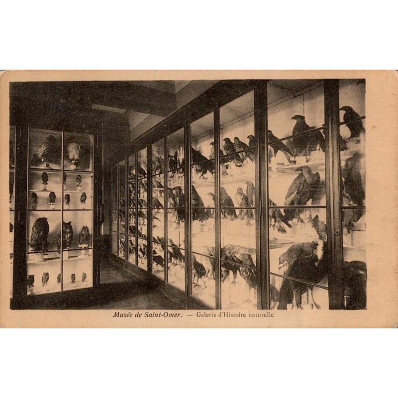 Carte postale ancienne de la Galerie d’Histoire Naturelle au Musée de Saint-Omer