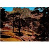 CPSM Bavella Corse forêt et reliefs rocheux aux environs du col en 1976
