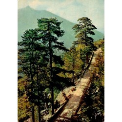 CPSM Corse col de Sorba route de montagne et forêt de pins laricios en 1967