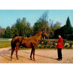CPSM Pompadour étalon arabe BA TOUSTEM présenté au Haras, Corrèze