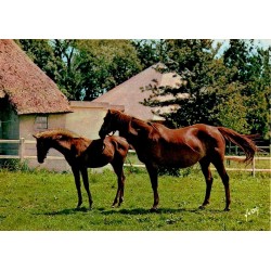 CPSM Dans les Haras, jument et poulain au pré, Éditions d'art Yvon