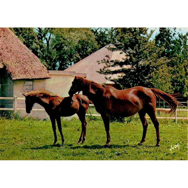 CPSM Dans les Haras, jument et poulain au pré, Éditions d'art Yvon