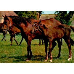 CPSM Dans les Haras, juments et poulains au pré, Éditions d'art Yvon