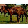 CPSM Dans les Haras, juments et poulains au pré, Éditions d'art Yvon