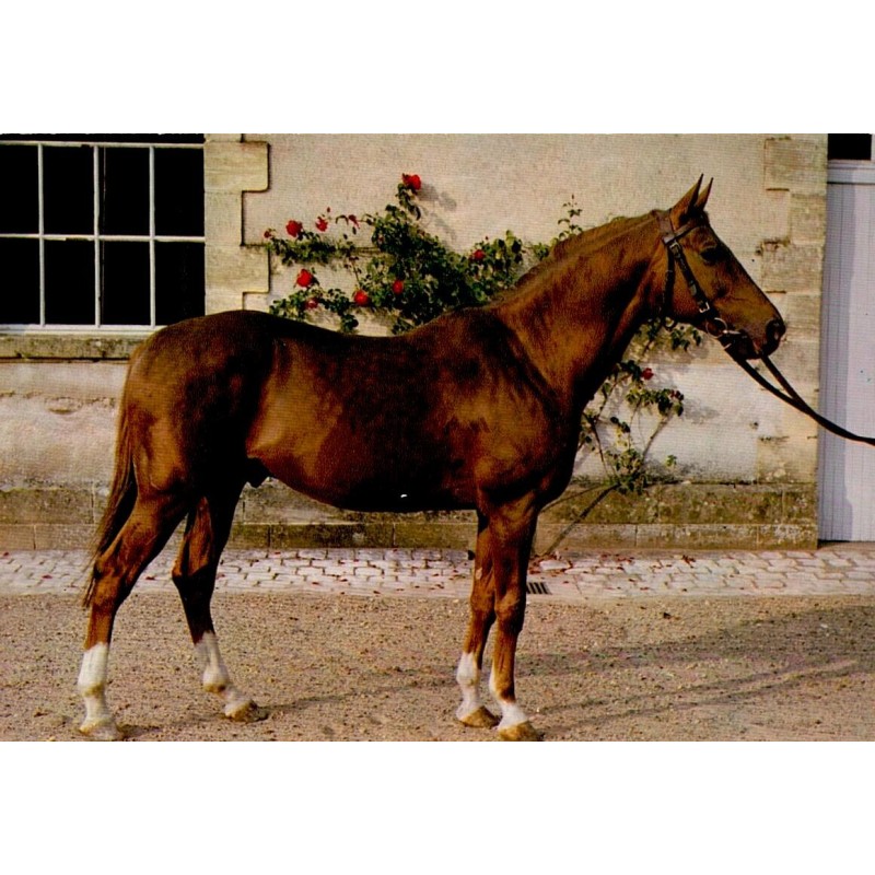 CPSM Pompadour étalon anglo-arabe THALIAN au Haras, Corrèze