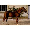 CPSM Pompadour étalon anglo-arabe THALIAN au Haras, Corrèze