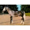 CPSM Pompadour étalon arabe BAJ au Haras, cheval gris pommelé en Corrèze