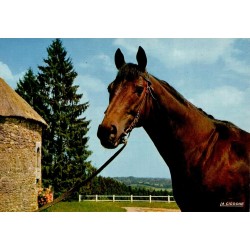 CPSM Pompadour étalon anglo-arabe LYFLOR du Haras national, Corrèze