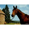 CPSM Pompadour étalon anglo-arabe LYFLOR du Haras national, Corrèze