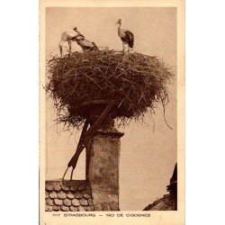 Carte postale ancienne d’un nid de cigognes à Strasbourg