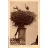 Carte postale ancienne d’un nid de cigognes à Strasbourg