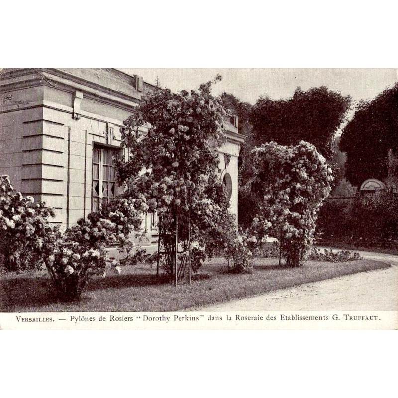 VERSAILLES - Pylônes de Rosiers Dorothy Perkins dans la Roseraie des établissements G.TRUFFAUT