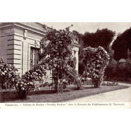 VERSAILLES - Pylônes de Rosiers Dorothy Perkins dans la Roseraie des établissements G.TRUFFAUT