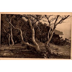 LA DOUCE FRANCE - 5-56 - Les Îles d'Hyères (Var) - Porquerolles - Les Pins d'Alep